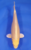 Yamabuki