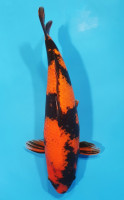 Hi Utsuri 