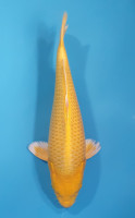 Yamabuki 