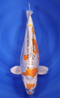 Beni Kikokuryu