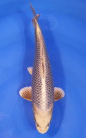 Botan Lignée Dainichi