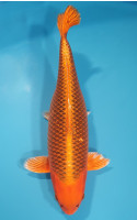 Kin Matsuba
