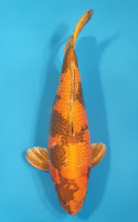 Kin Ki Utsuri