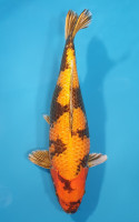 Kin Ki Utsuri
