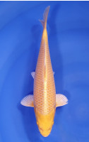 Yamabuki
