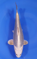 Botan Lignée Dainichi
