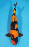Hi Utsuri