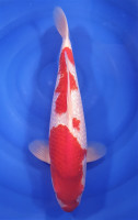 Ginrin Kohaku 48cm