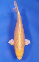 Yamabuki