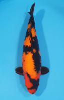 Hi Utsuri 