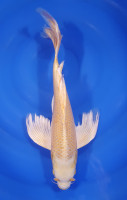 Yamabuki Voile