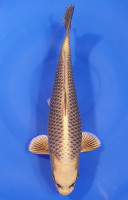 Botan Lignée Dainichi