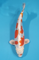 Beni Kikokuryu