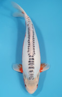 Shusui
