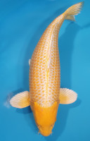 Yamabuki RESERVE HG