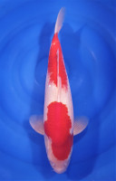 Kohaku