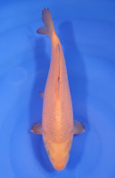 Chagoi Lignée Marudo