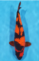 Hi Utsuri