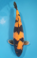 Hi Utsuri