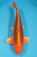 Kin Matsuba
