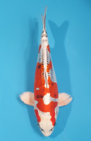 Beni Kikokuryu