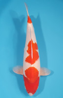Kohaku