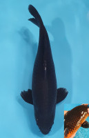 Magoi
