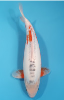 Shusui