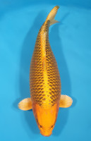 Kin Matsuba