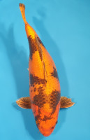 Kin Ki Utsuri