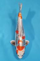 Beni Kikokuryu 