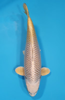 Botan Lignée Dainichi