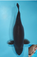 Karasugoi