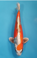 Beni Kikokuryu