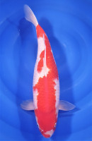 Kohaku