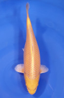 Yamabuki
