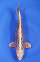 Botan Lignée Dainichi