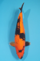 Hi Utsuri