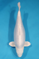Ginrin Purachina