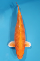 Orenji