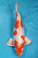 Kikusui Voile