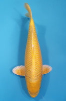 Yamabuki