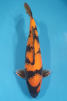 Hi Utsuri
