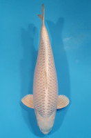 Mukashi Lignée Dainichi 