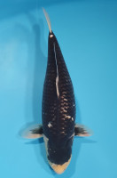 Matsukawabake