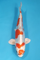 Beni Kikokuryu