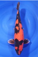 Hi Utsuri