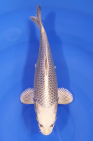 Botan Lignée Dainichi