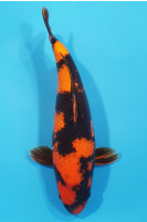 Hi Utsuri 