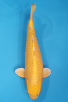 Yamabuki